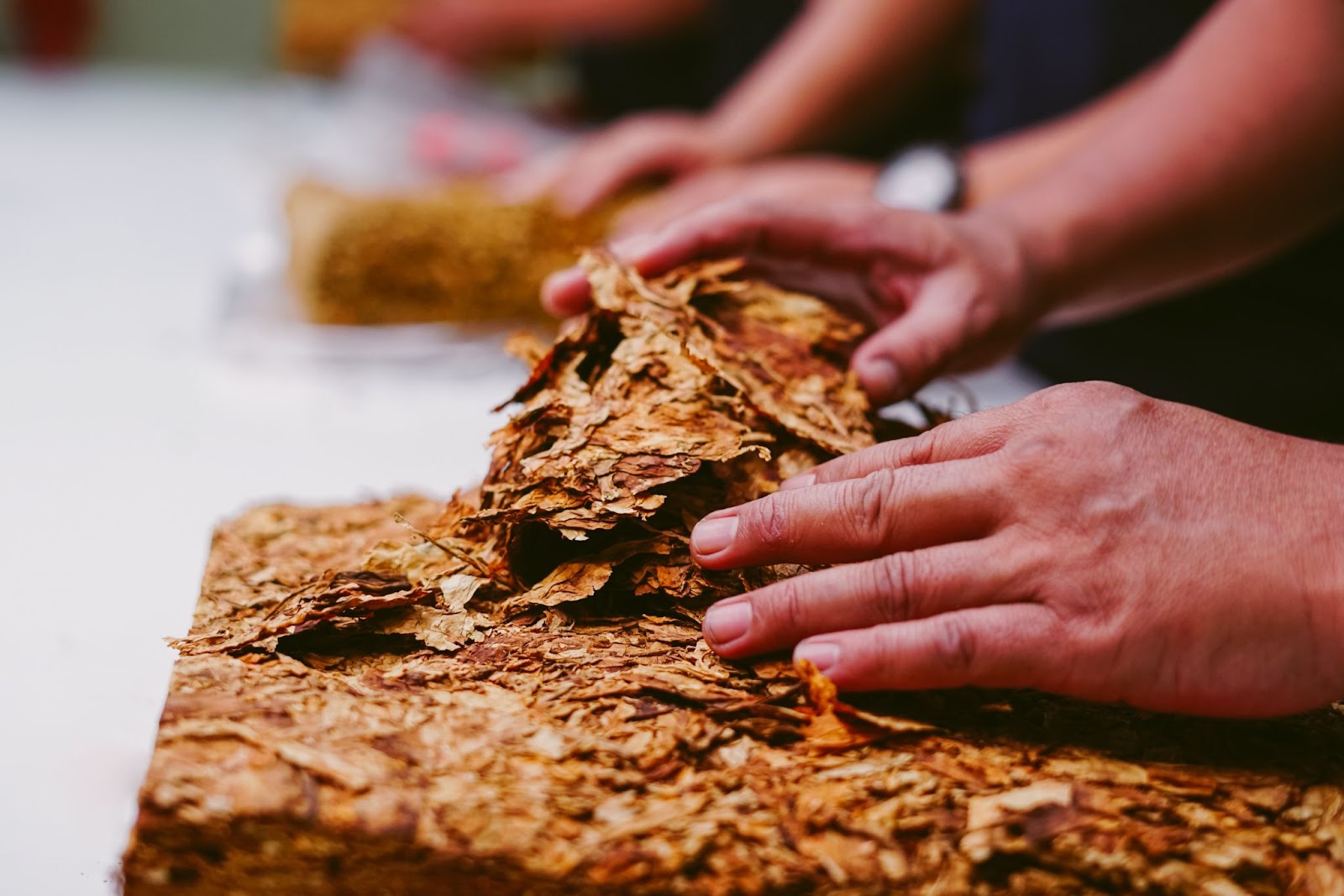 Hands working with dried tobacco leaves