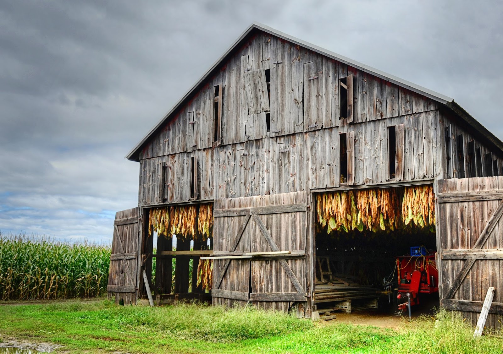 Old Barn With Tobacco Leaves Curing