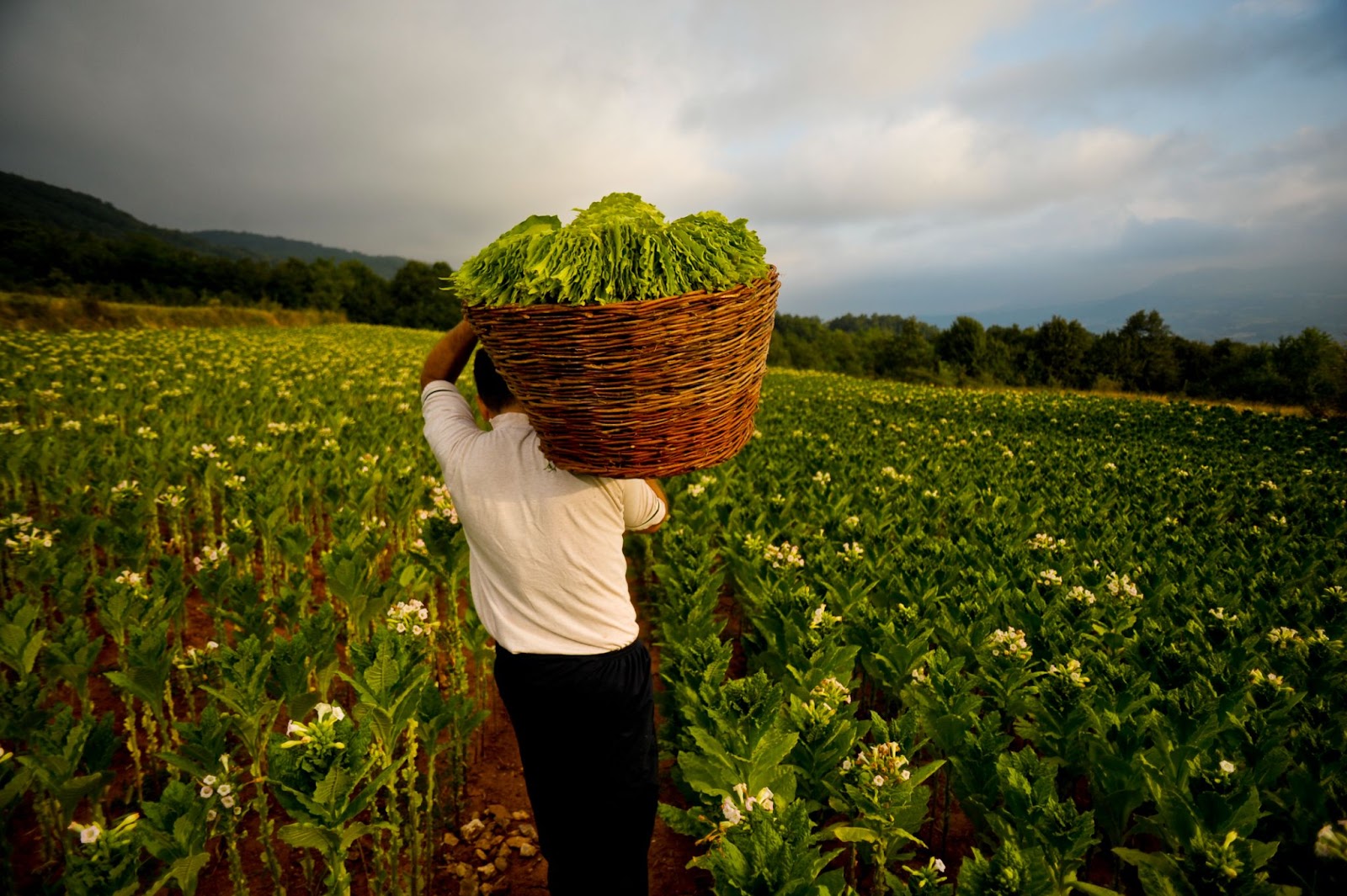 Real farmer carrying a basket full of ruffled tobacco leaves.ed