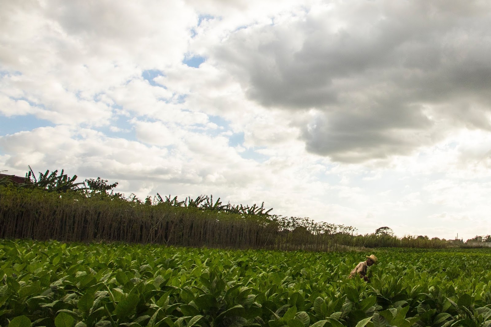 Tobacco farmer in Cuba