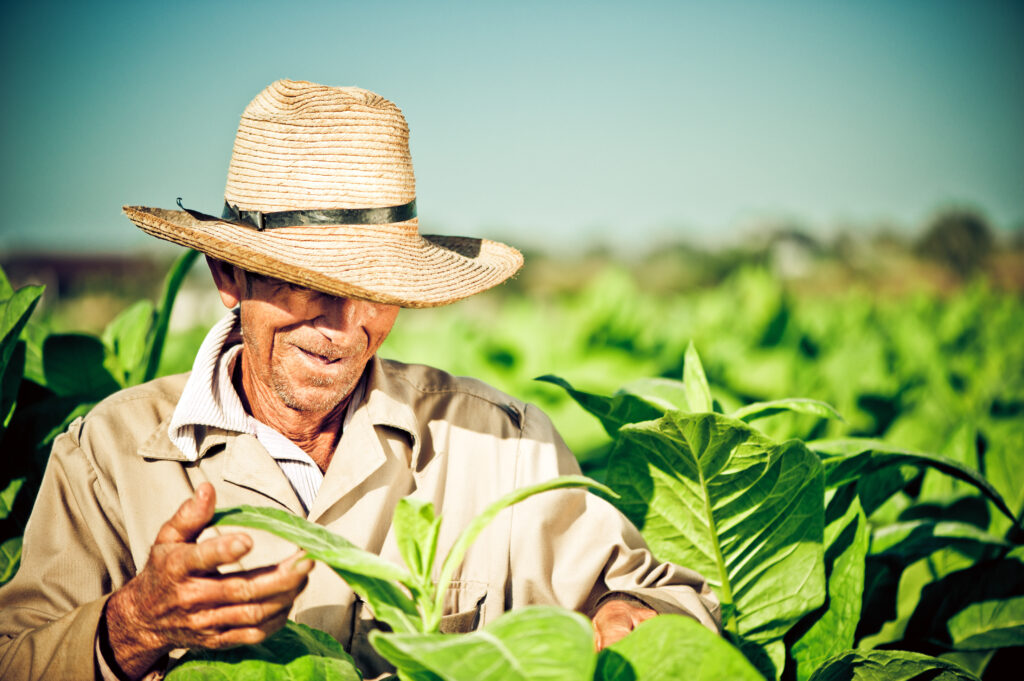 Real Cuban farmer in the Pinar del Rio province of Cuba.