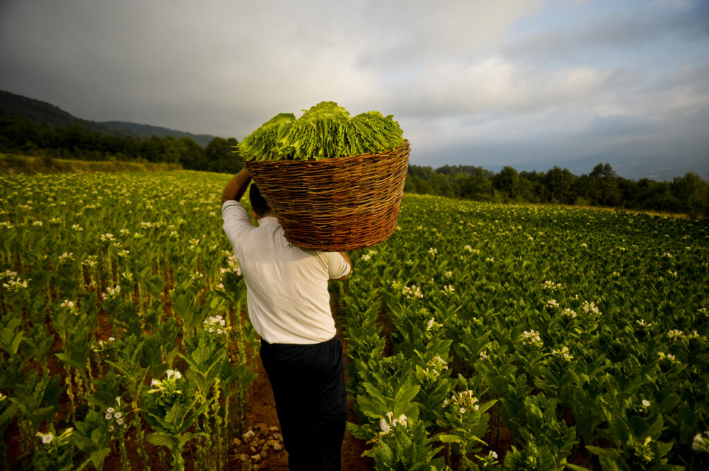 Real farmer carrying a basket full of ruffled tobacco leaves.