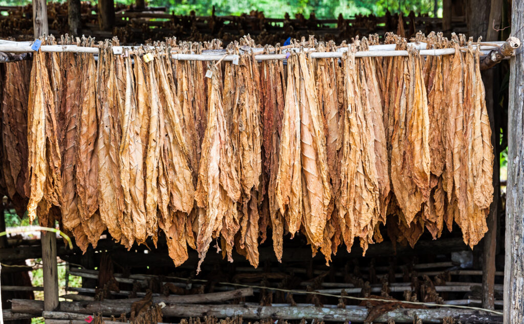 An example of the flue-cured method, which means that the leaves are hung into curing barns, where heated air is generated to dry the leaves.