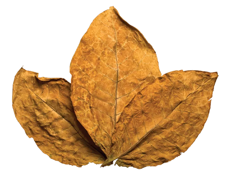 Real tobacco leaves