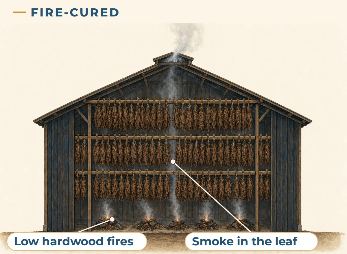 Illustration of fire curing: small smoldering hardwood fires on the barn floor send smoke up through hanging dark tobacco leaves and out a roof vent.