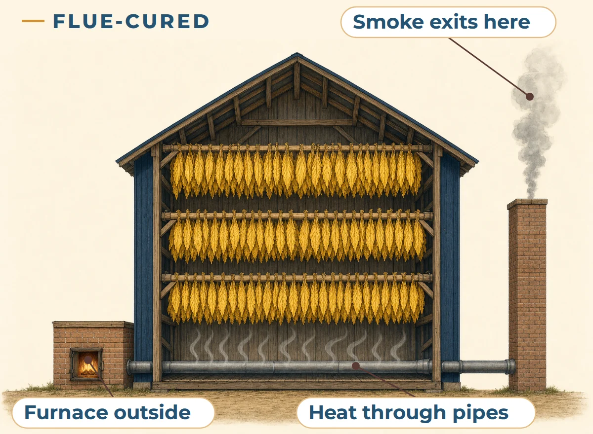 Illustration of flue curing: a furnace outside the barn sends heat through a pipe under the hanging golden leaves, and smoke leaves only through a separate chimney.
