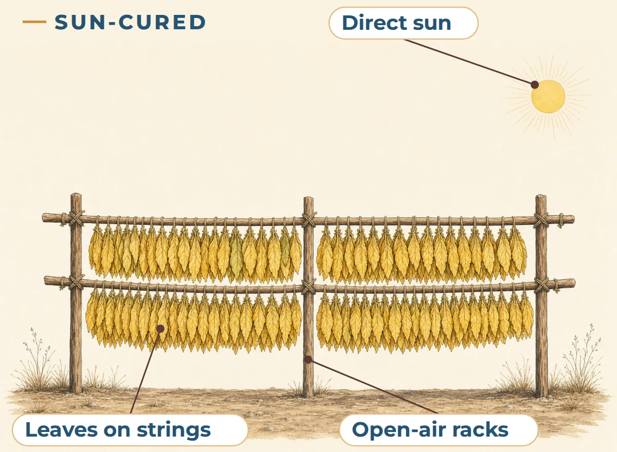 Illustration of sun curing: strings of small tobacco leaves hang from wooden racks outdoors in direct sun.